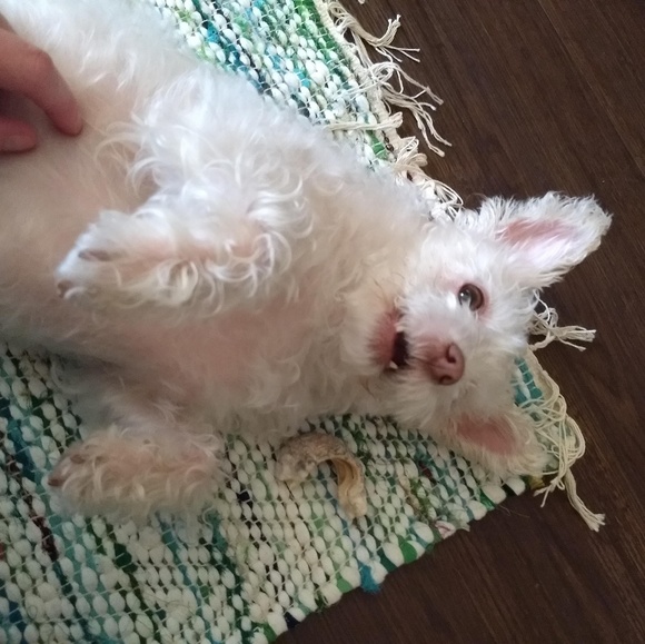 Meet your Posher, Sara - Picture 4 of 6